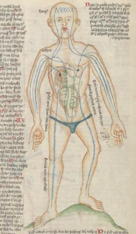 Image for Wellcome MS 49, folios 35v-37v  