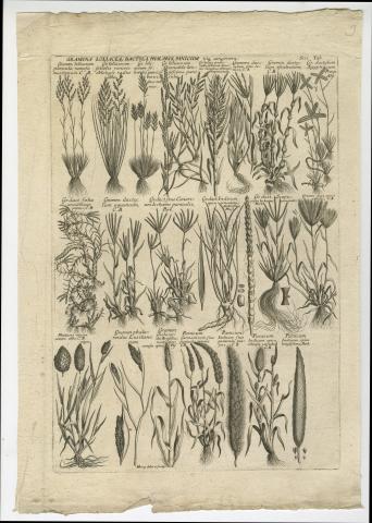 Image for Proof, published plate and reverse of the copper printing plate of ‘GRAMINA LOLIACEA, DACTYLA, PHALARIS, PANICUM, ijsq[ue] congenera’ from Morison’s Historia Plantarum Universalis Oxoniensis (1699: Sect. 8, Tab. 3). Plants drawn and copper plate engraved