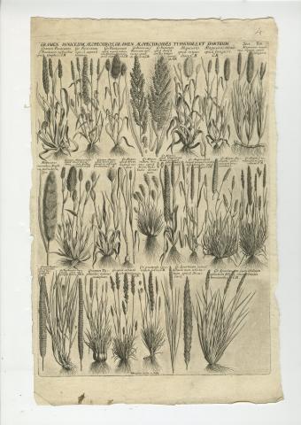 Image for Proofs (left and centre) and published plate of ‘GRAMEN PANICEUM, ALOPECUROS, GRAMEN ALOPECUROIDES. TYPHOIDES, ET SPARTEUM.’ from Morison’s Historia Plantarum Universalis Oxoniensis (1699: Sect. 8, Tab. 4).