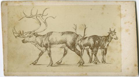 Image for Reindeer