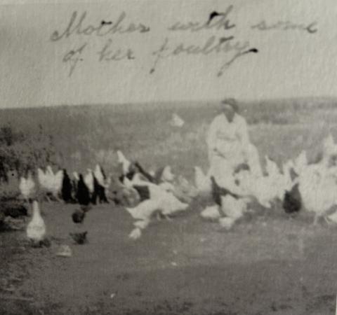 Image for Fanny's Chickens