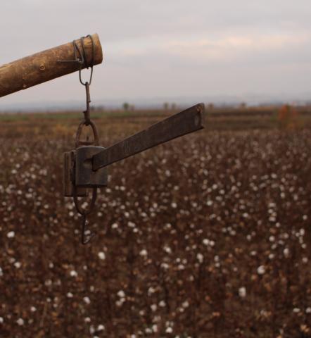 Image for Cotton scale (Tajikistan)