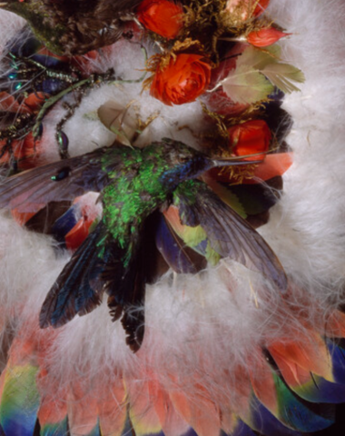 Image for Bird feather fan