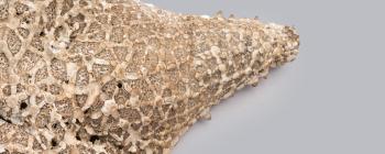 Image for Cushion starfish