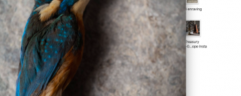 Image for Two kingfishers