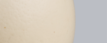 Image for Ostrich egg