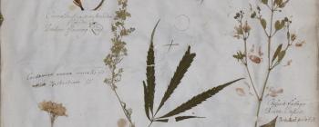 Image for Typical folio of specimens from Bobart the Elder’s Herbarium Hortus Siccus, mostly labelled in the hand of Jacob Bobart the Younger.