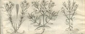 Image for Plate of ‘SILIQUOSÆ TETRAPETALÆ, BICAPSULARES, & QUADRICAPSULARES pappescentes & non papp.’ from Morison’s Historia Plantarum Universalis Oxoniensis (1680: Sect. 3, Tab. 11) sponsored by Christopher Wren (1632-1723).