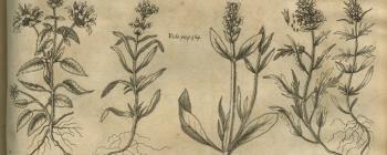 Image for Plate of ‘PLANTÆ GALEATÆ VERTICILLATÆ Spicatæ. Betonica, Prunella, Bugula, Coris’ from Morison’s Historia Plantarum Universalis Oxoniensis (1699: Sect. 11, Tab. 5) sponsored by Henry Compton (1631/2-1713).