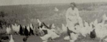 Image for Fanny's Chickens