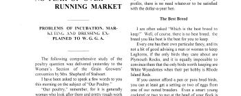 Image for HensCackle_1