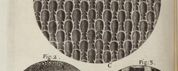 Image for Hooke texture of plants