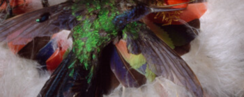 Image for Bird feather fan