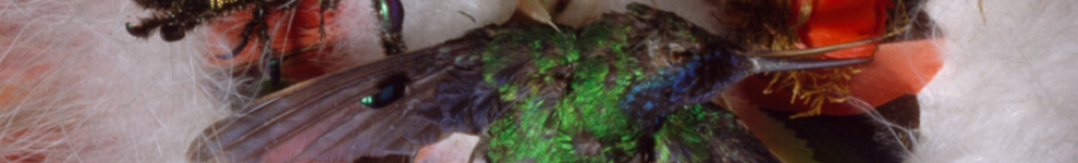 Image for Objects from the Pitt Rivers Museum